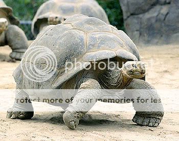 tortoise_photo.jpg