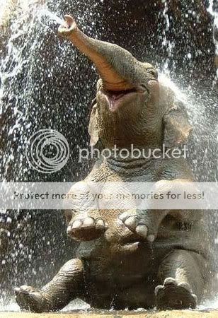 happy-elephant-011.jpg