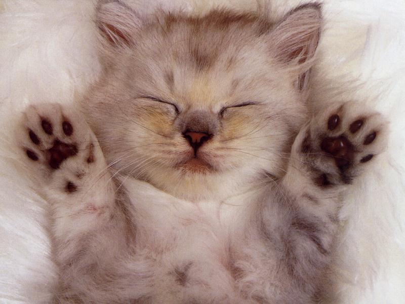 squishy_kitten2.jpg