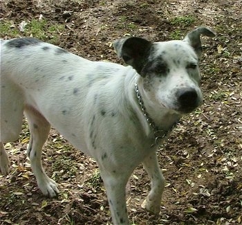 CatahoulaLeopardDogBLUE3.JPG