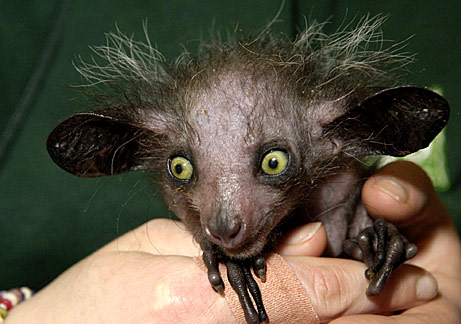 aye-aye-baby.jpg