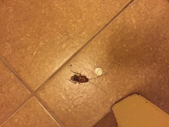 roach-in-bathroom-next.jpg