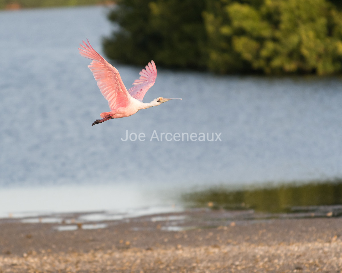 Roseate%20Spoonbill%202-X2.jpg