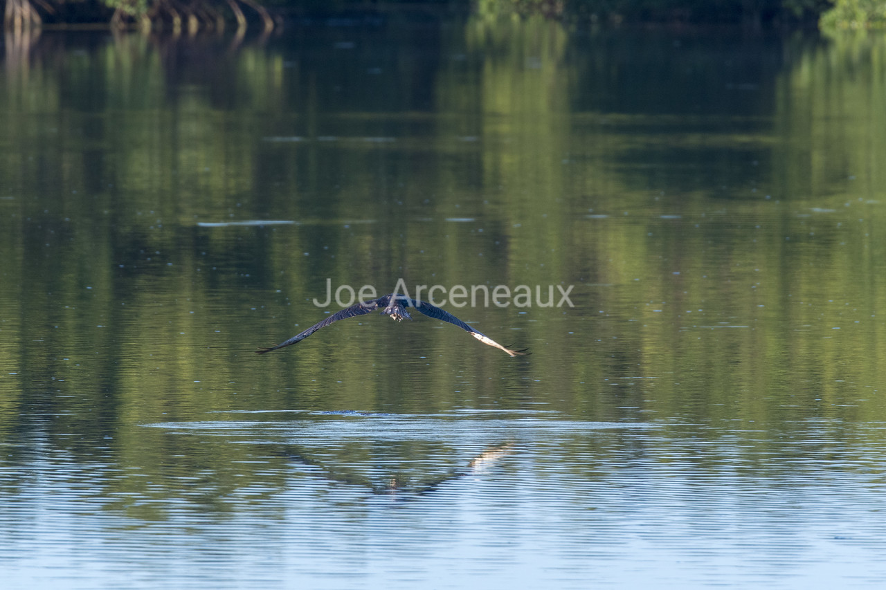 Osprey%20Hunting%202-X2.jpg