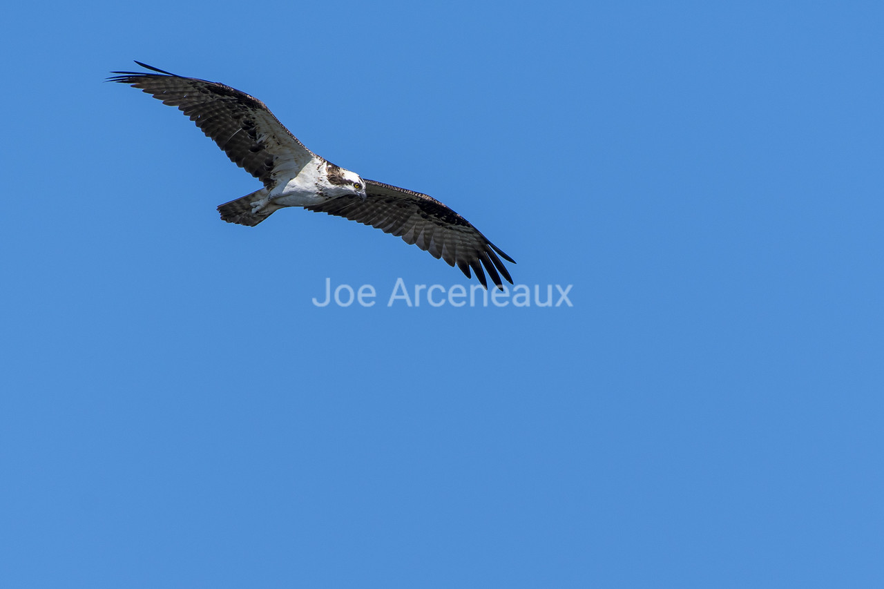 Osprey%20Hunting%201-X2.jpg