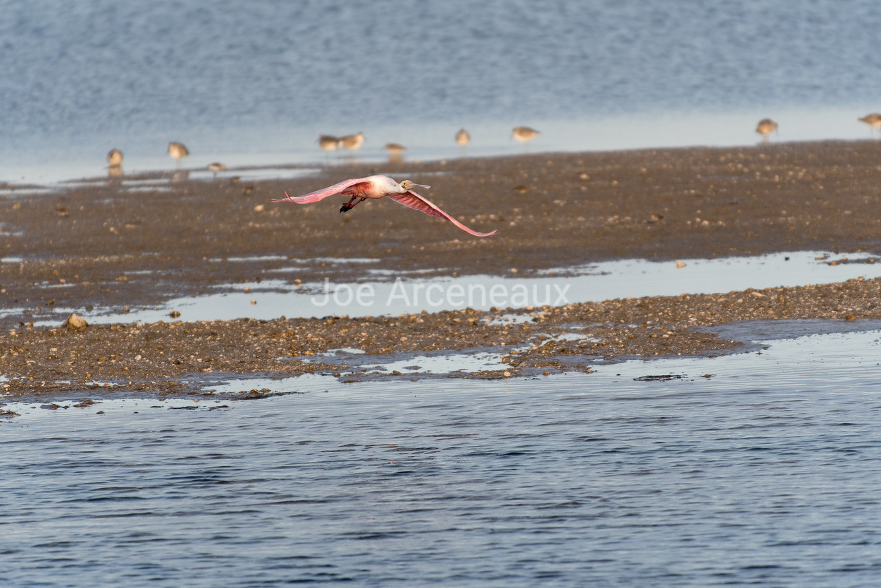 Roseate%20Spoonbill%201-X2.jpg