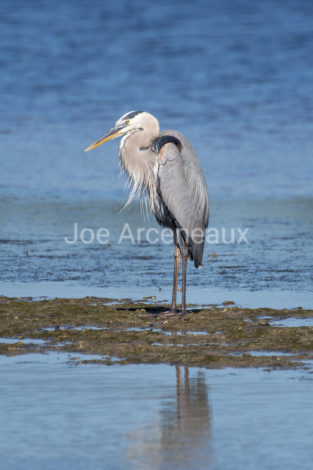 Great%20Blue%20Heron%20at%20Low%20Tide-X2.jpg