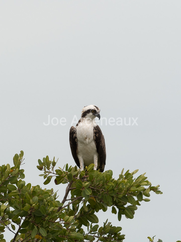 Osprey%203-X2.jpg