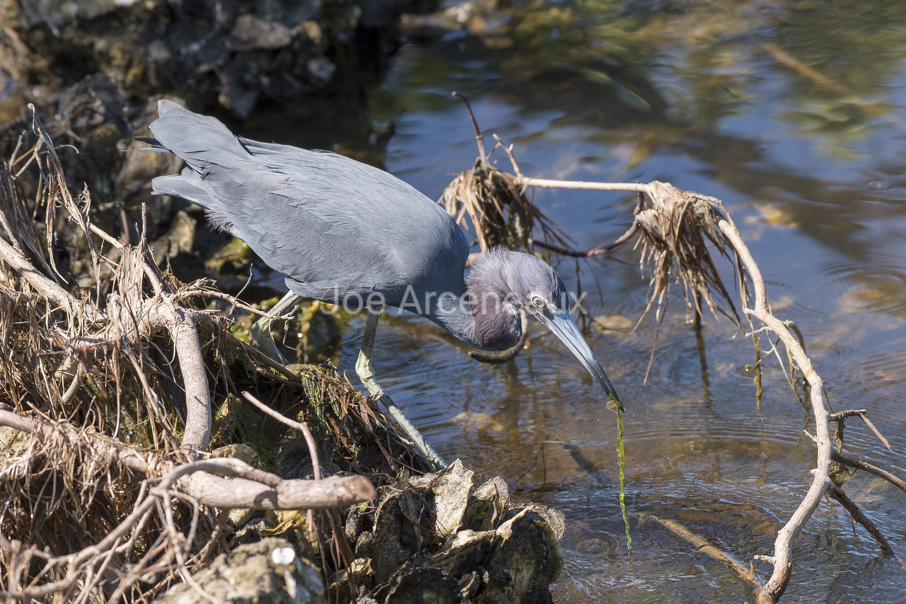 Blue%20Heron%20Hunting-X2.jpg