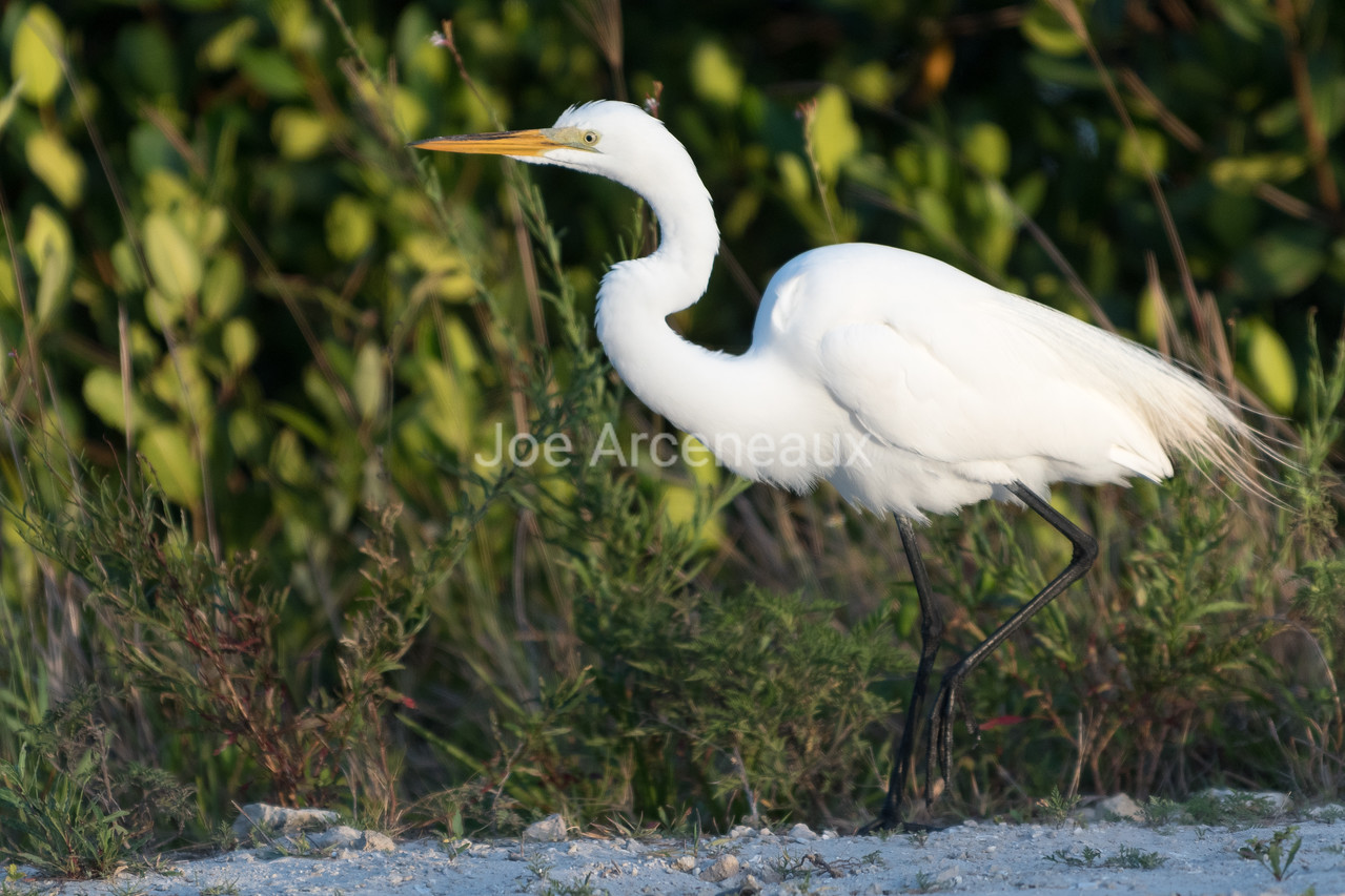 Great%20Egret-X2.jpg