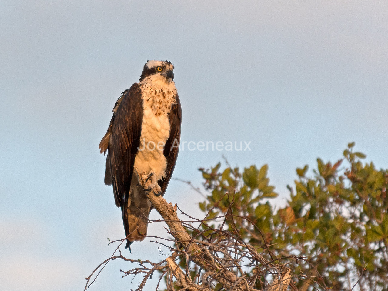 Osprey%204-X2.jpg