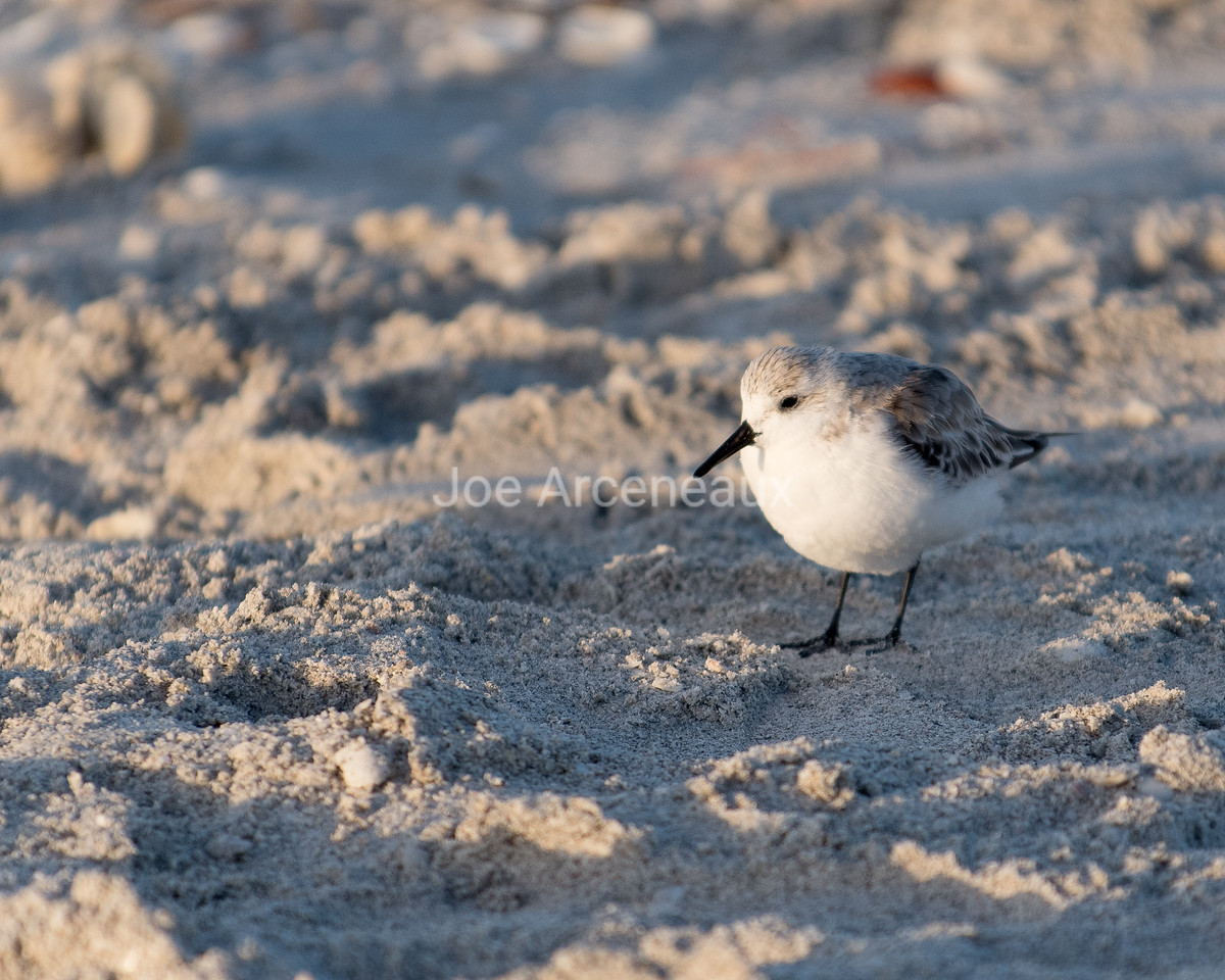 Black%20Bellied%20Plover-X2.jpg