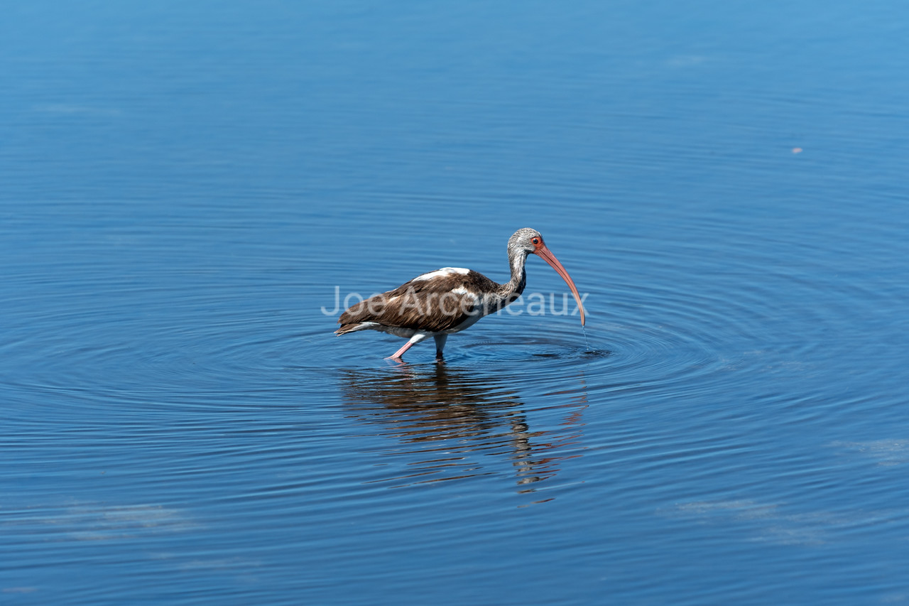 Immature%20Ibis-X2.jpg