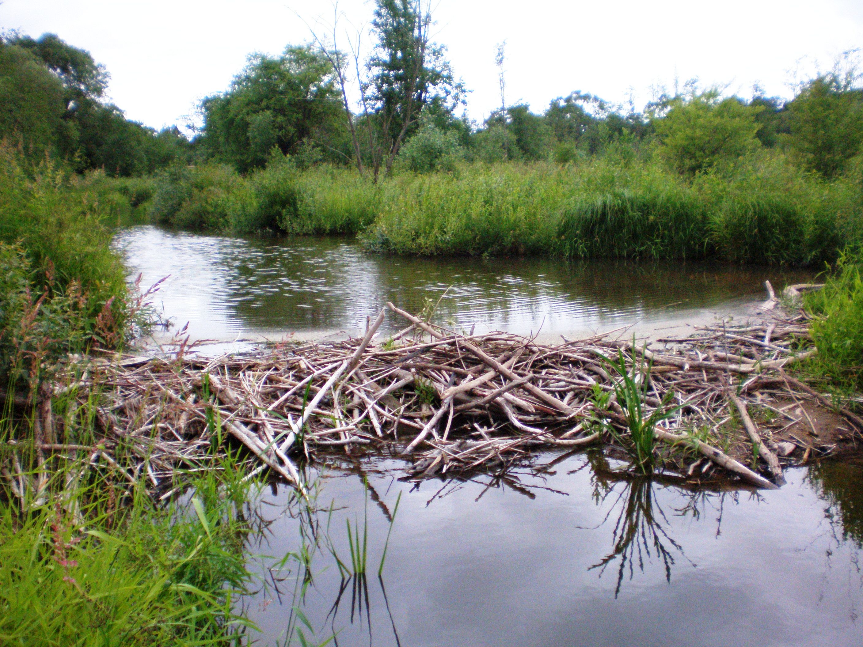 File:Beaver dam on Smilga.JPG - Wikimedia Commons