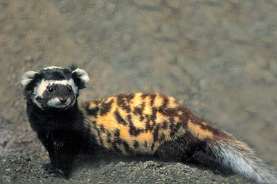 Image result for polecat